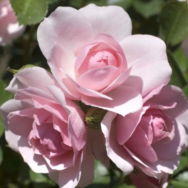 Landscape roses