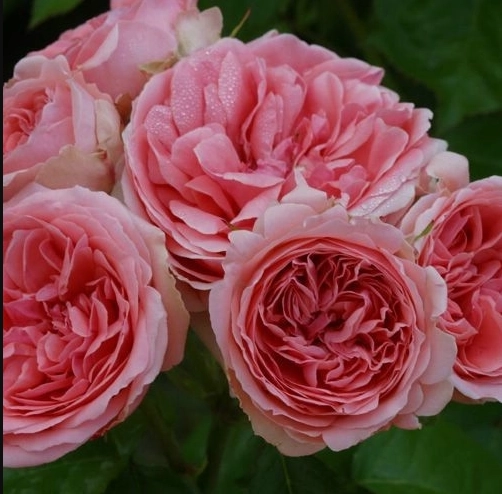 Bed roses