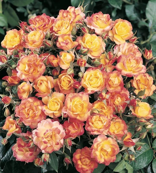 Rose miniatures