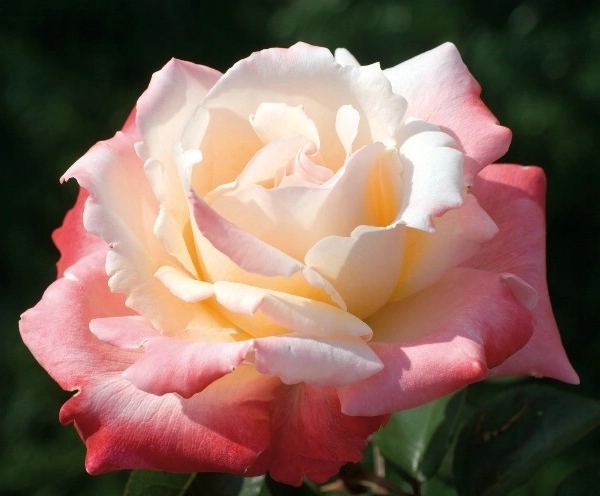 Rosen mit großen blüten