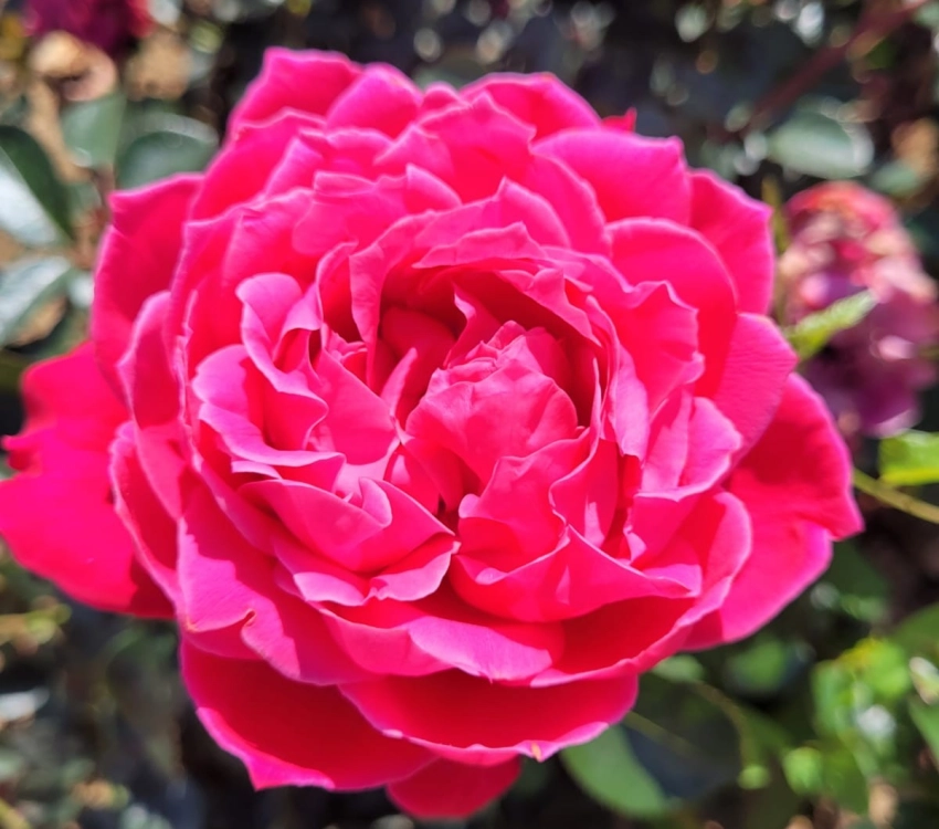 ROSIER ROSERAIE BARTH EN ALSACE