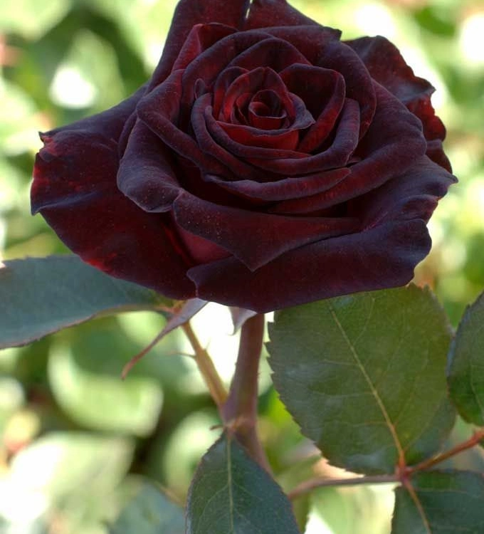 ROSIER ROSERAIE BARTH EN ALSACE