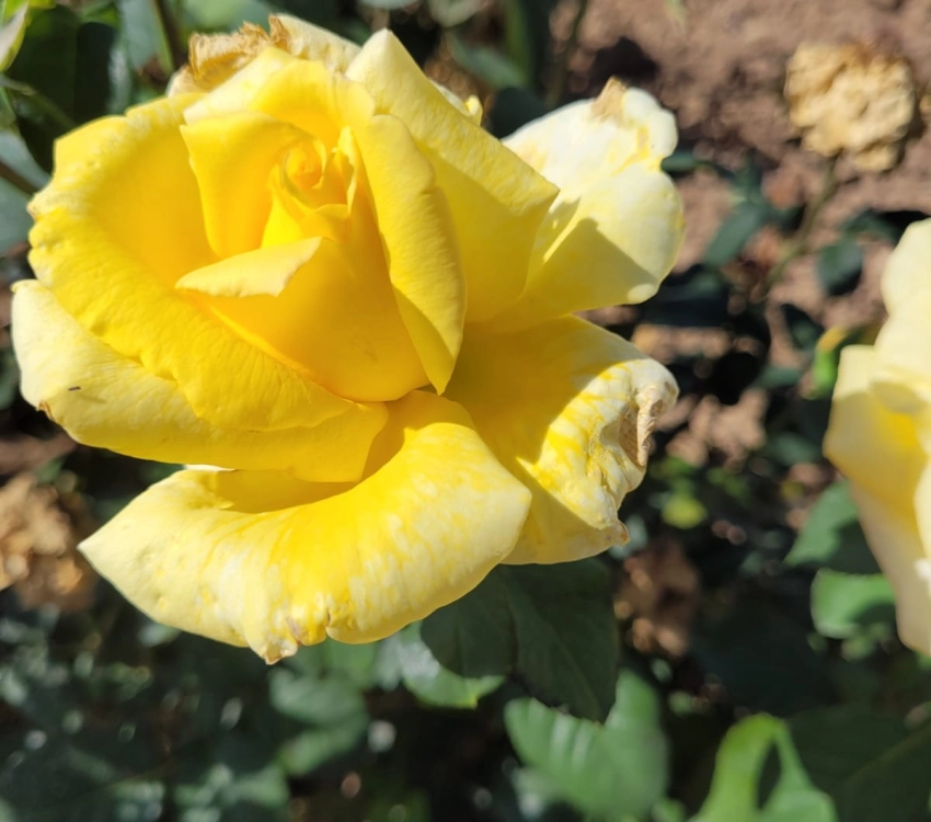 ROSIER ROSERAIE BARTH EN ALSACE