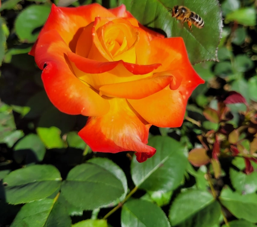 ROSIER ROSERAIE BARTH EN ALSACE