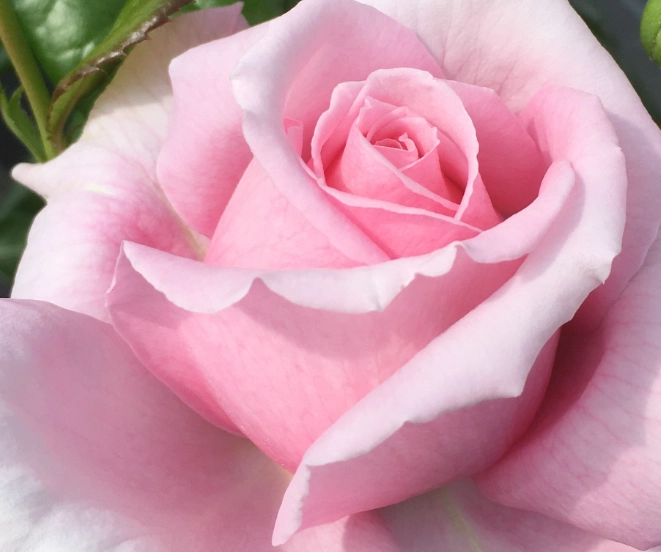 ROSIER ROSERAIE BARTH EN ALSACE