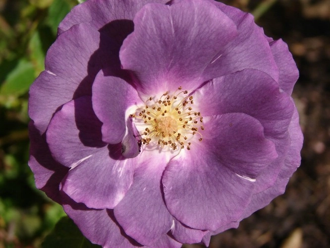 ROSIER ROSERAIE BARTH EN ALSACE